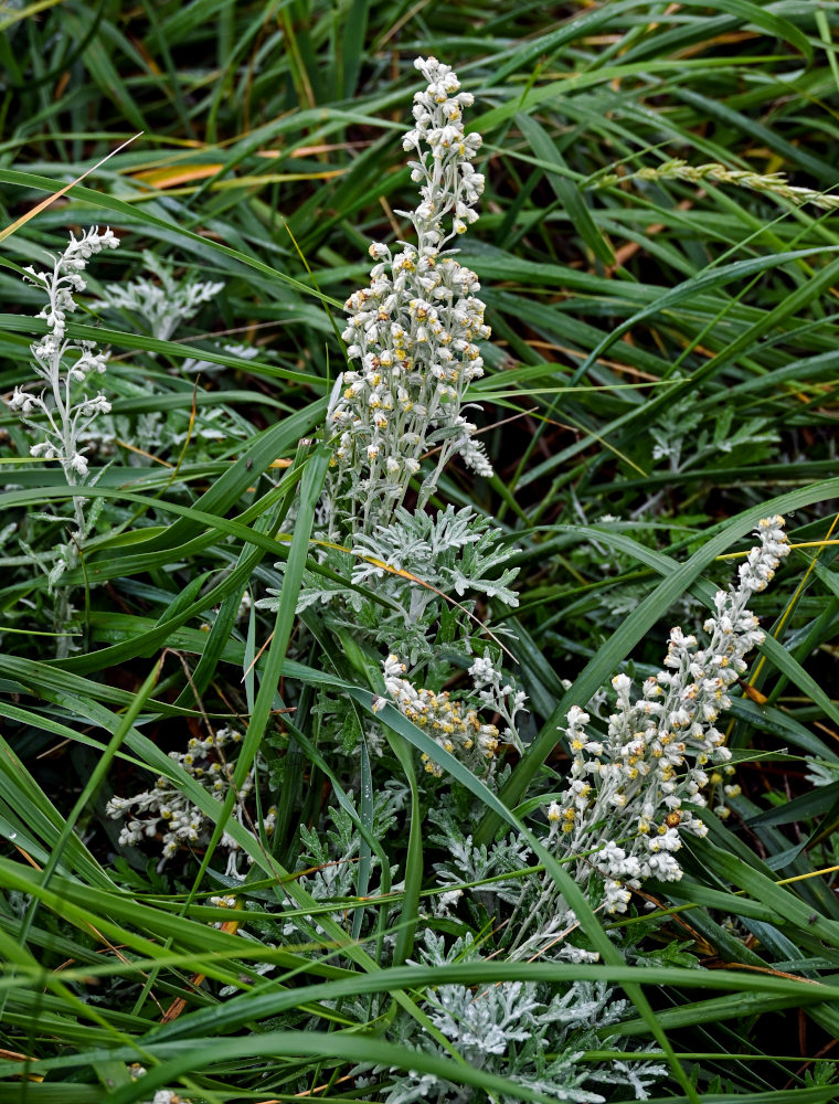 Изображение особи Artemisia stelleriana.