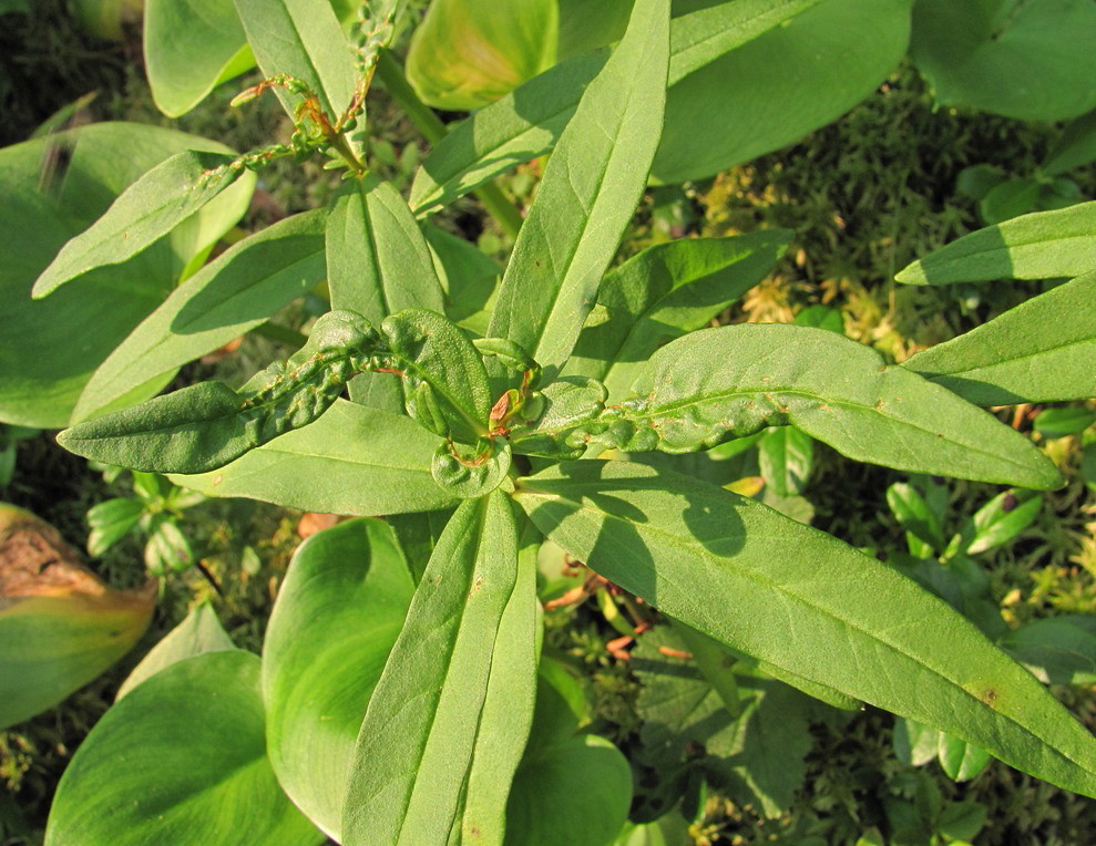 Изображение особи Naumburgia thyrsiflora.