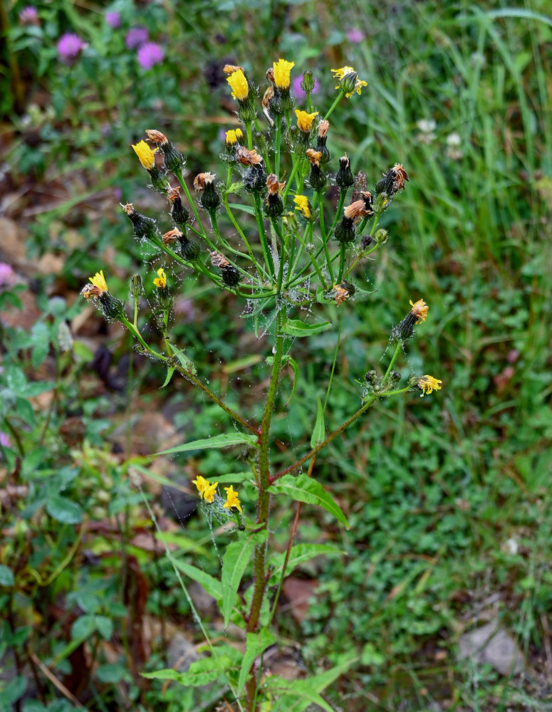 Image of Picris japonica specimen.