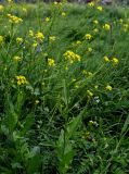 Bunias orientalis