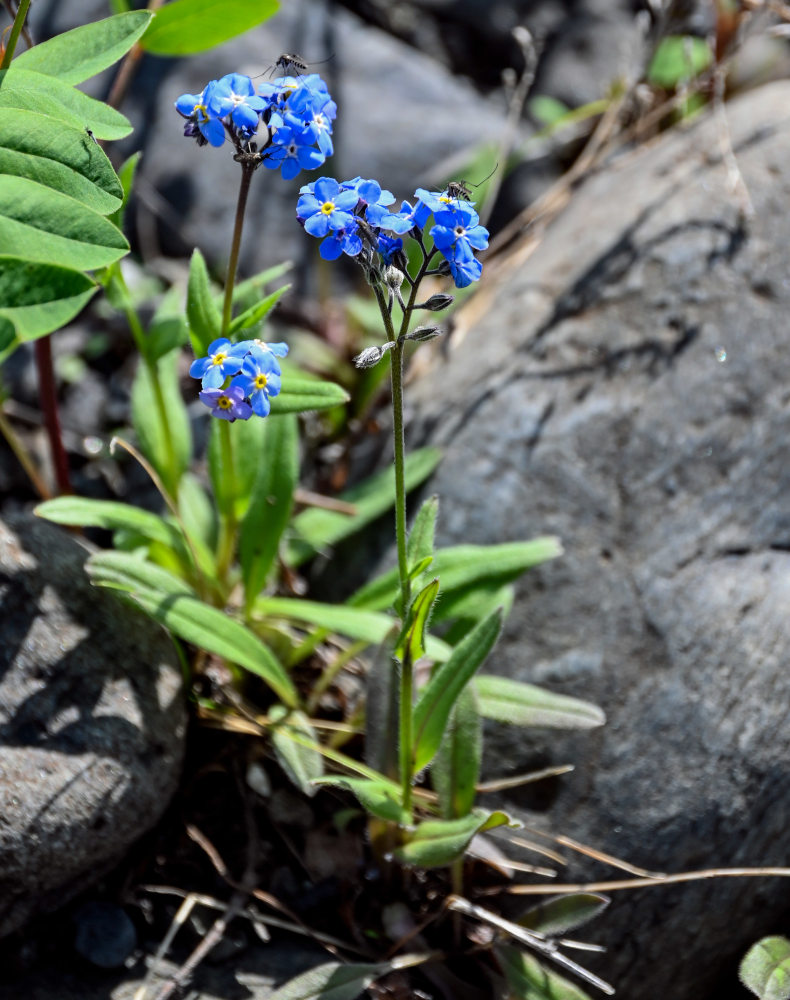 Image of Myosotis asiatica specimen.