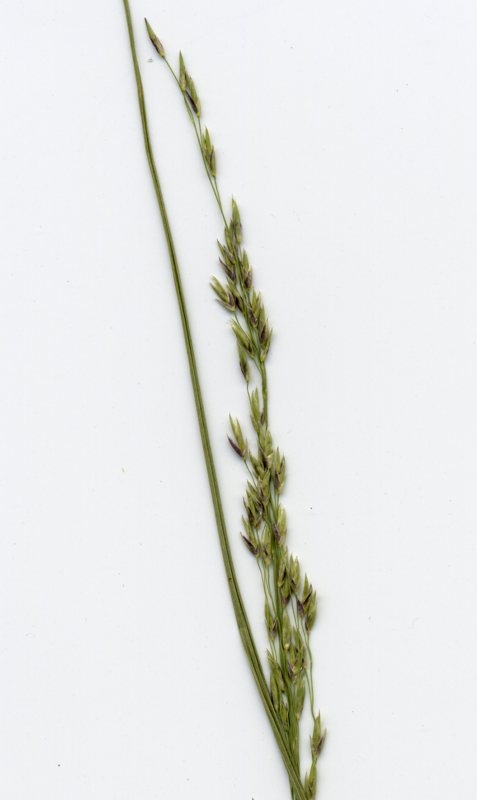 Image of Molinia caerulea specimen.