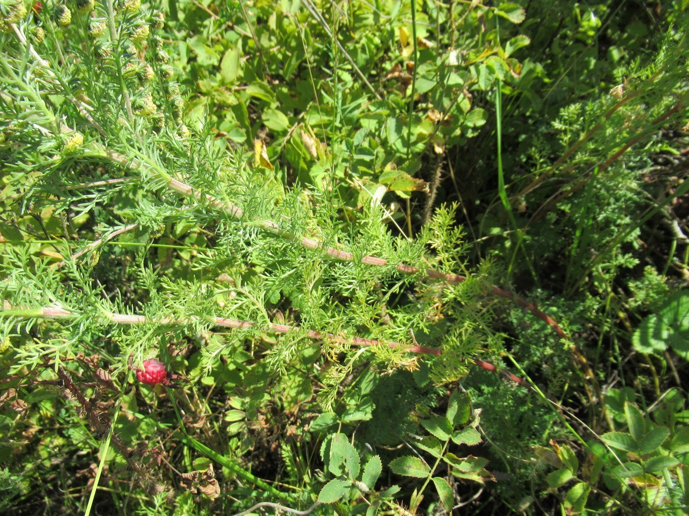 Image of Artemisia rupestris specimen.