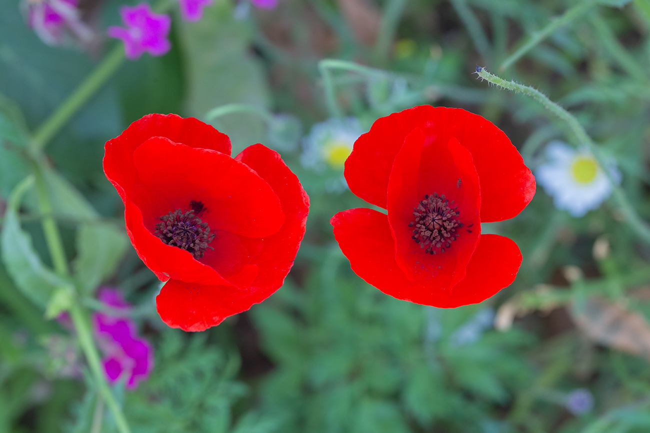 Изображение особи Papaver humile.