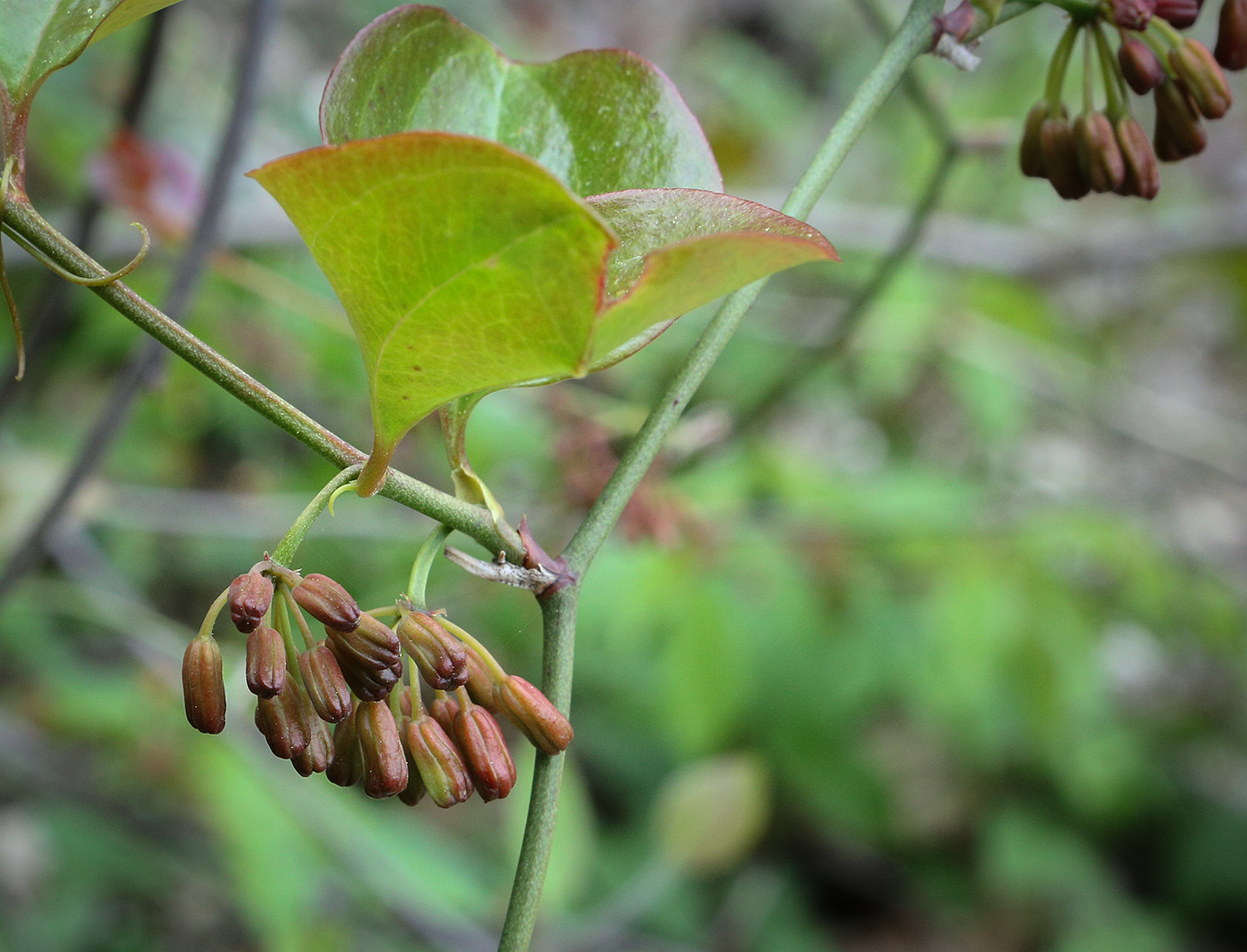 Image of Smilax excelsa specimen.