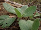 Verbascum thapsus. Вегетирующее растение. Беларусь, Минская обл., Мядельский р-н, нац. парк \"Нарочанский\", окр. санатория \"Журавушка\", высокий берег оз. Нарочь. 08.04.2024.