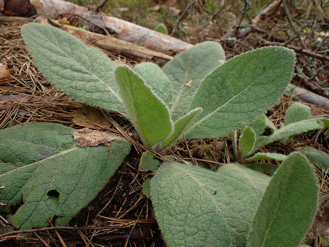 Изображение особи Verbascum thapsus.