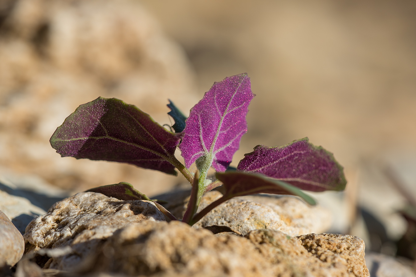 Изображение особи род Chenopodium.