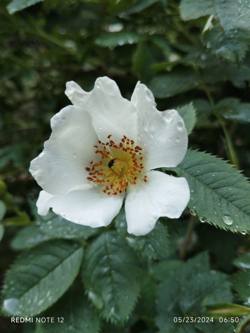 Image of genus Rosa specimen.