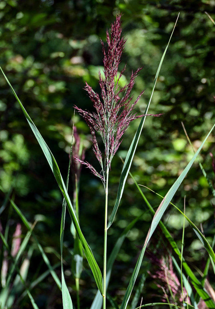 Изображение особи Phragmites australis.