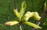 Смотреть изображение Magnolia stellata