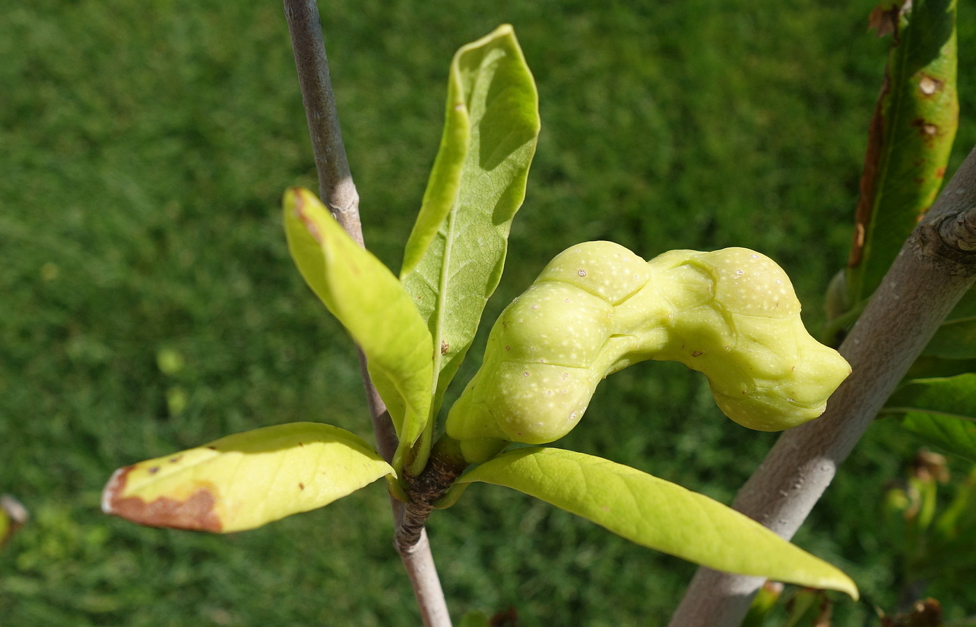 Image of Magnolia stellata specimen.