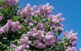 Syringa vulgaris