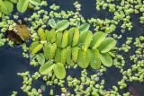 Salvinia natans