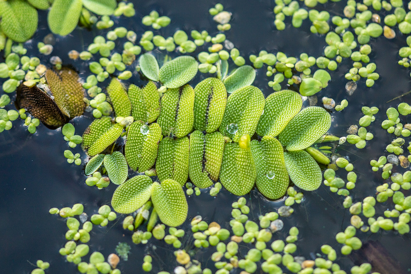 Image of Salvinia natans specimen.