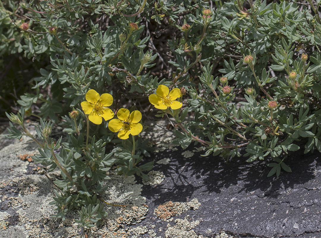 Image of Dasiphora fruticosa specimen.