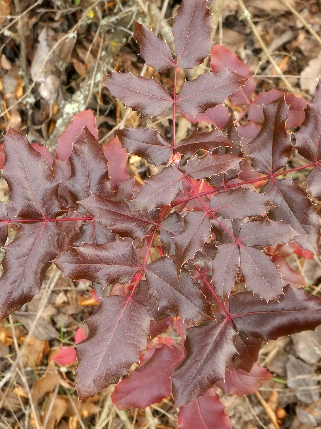 Изображение особи Mahonia aquifolium.