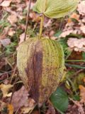 Epipactis helleborine. Часть стебля с отмирающим листом в осенней окраске. Московская обл., ГО Подольск, мкр-н Климовск, широколиственный лес. 26.10.2024.