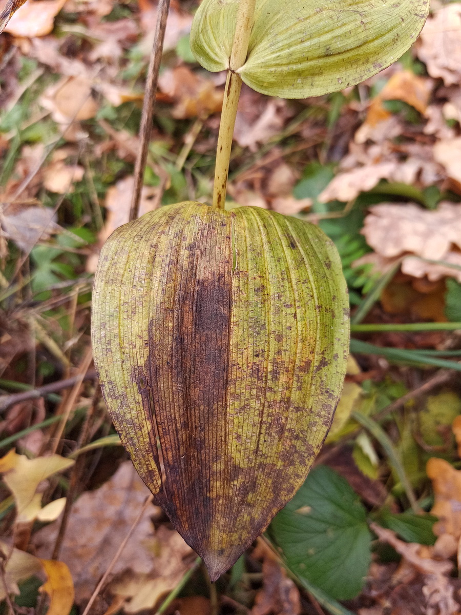 Изображение особи Epipactis helleborine.