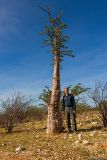 Pachypodium lealii