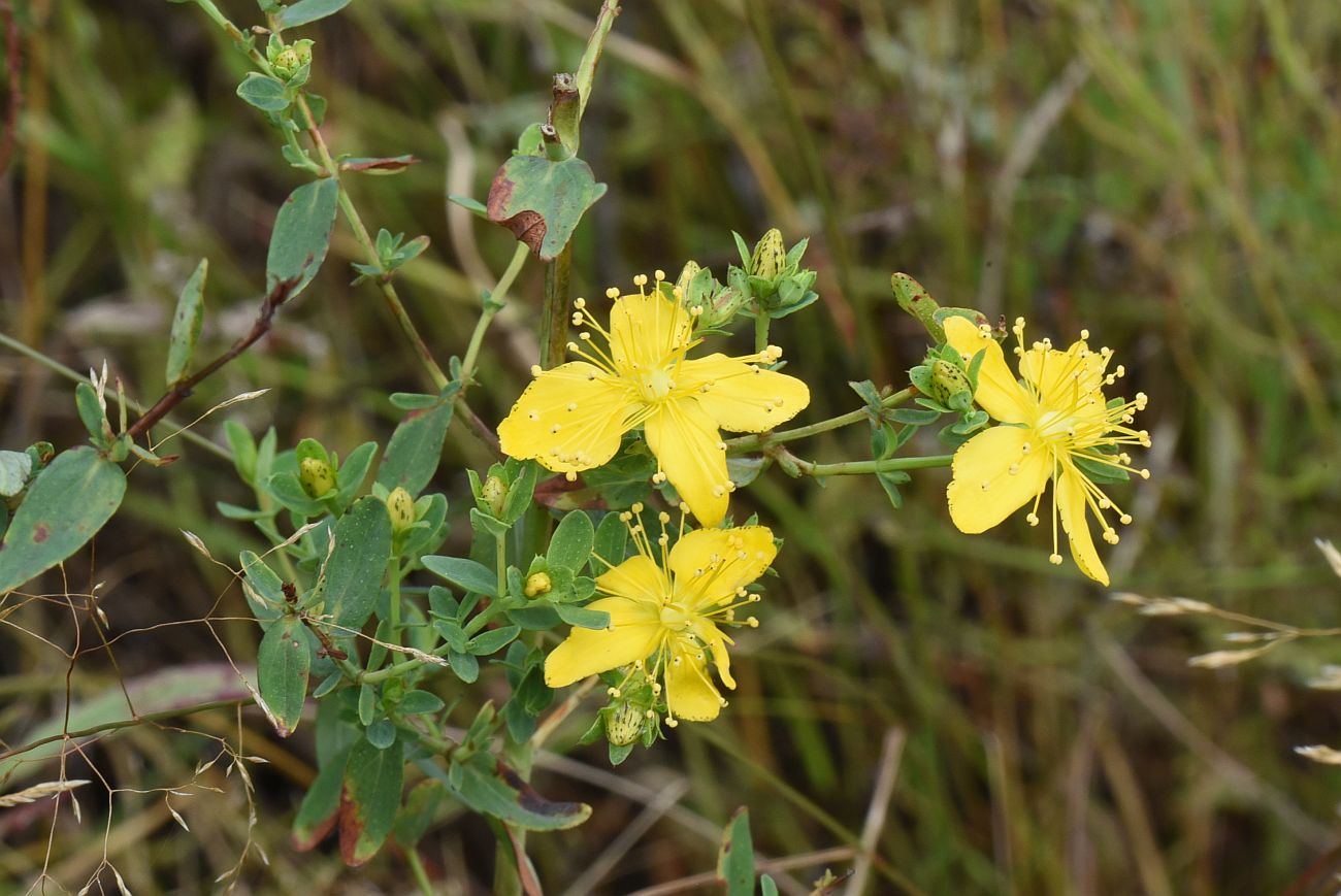 Image of genus Hypericum specimen.