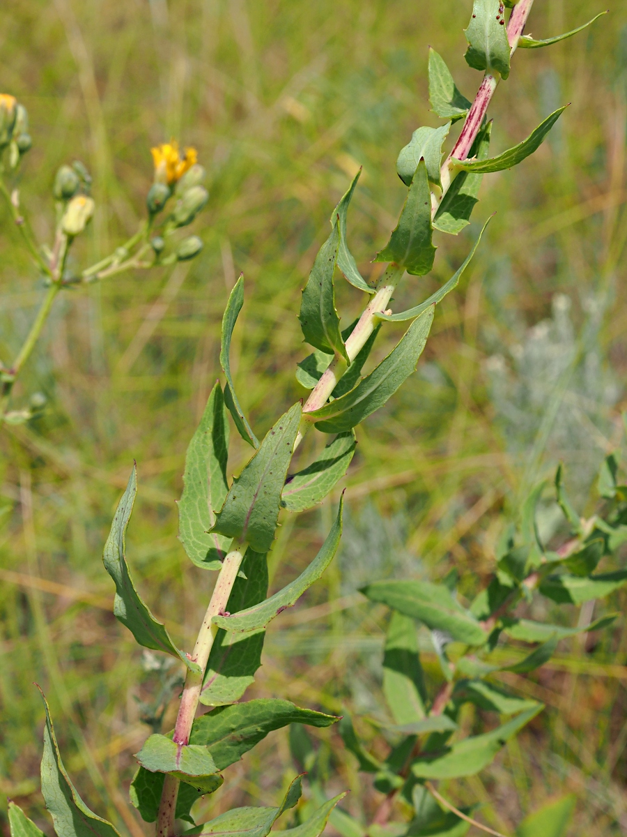 Image of Hieracium robustum specimen.