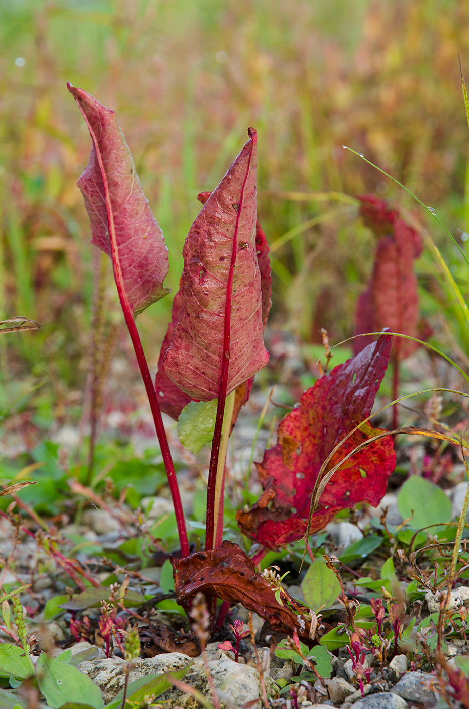 Image of Rumex aquaticus specimen.