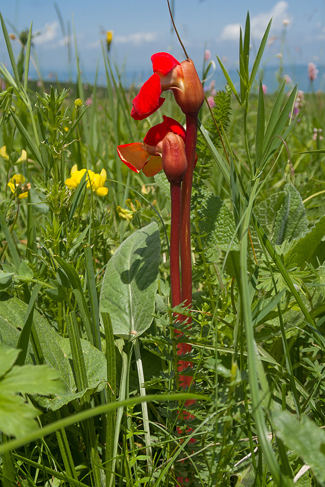 Изображение особи Phelypaea coccinea.