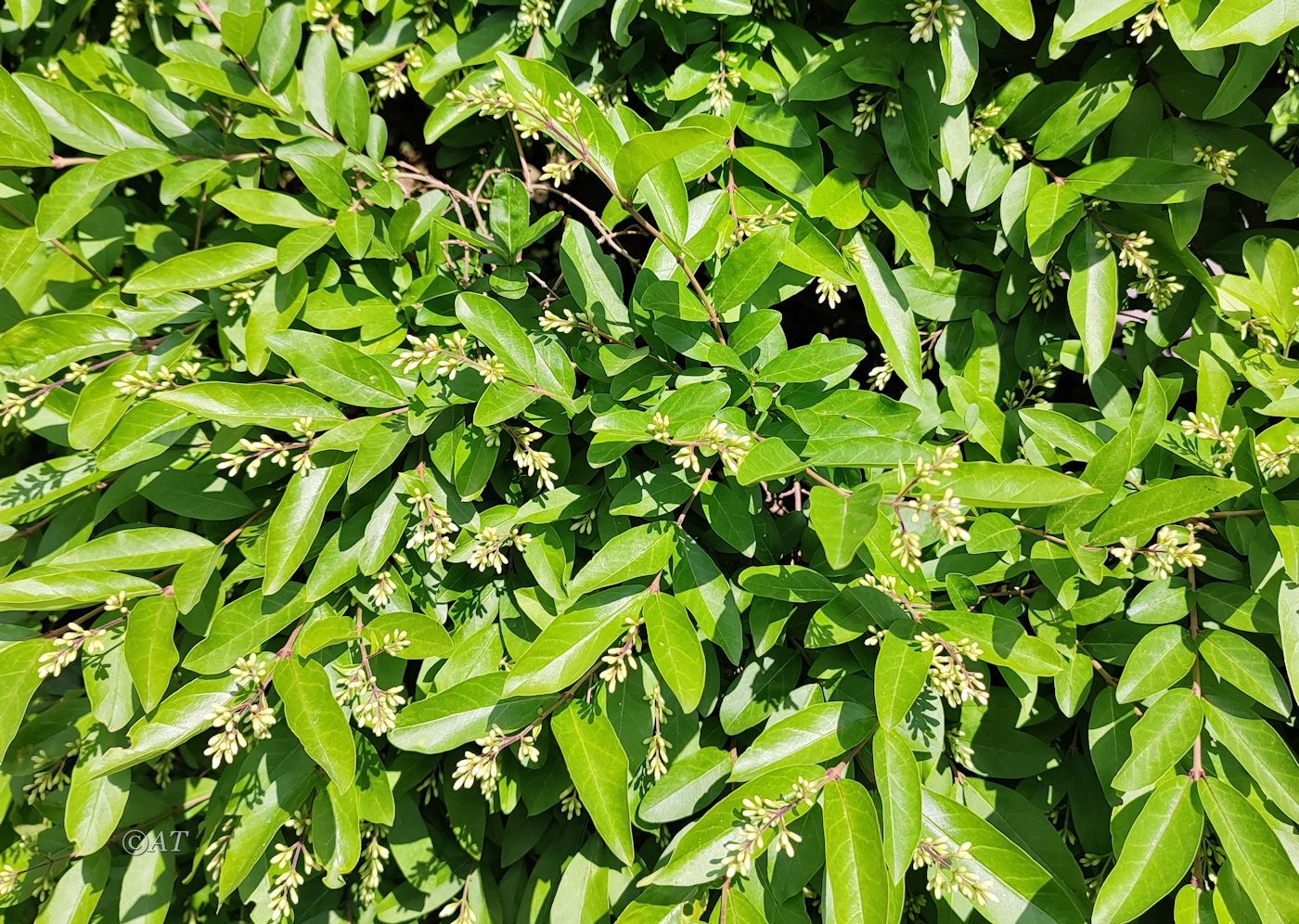 Image of genus Ligustrum specimen.