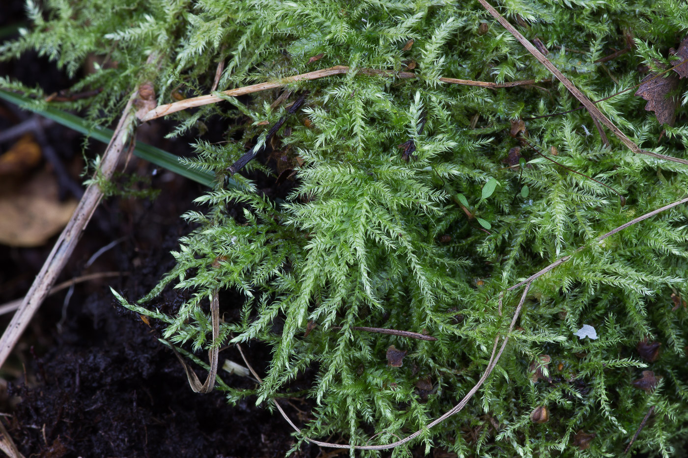 Изображение особи семейство Brachytheciaceae.