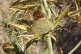 Cirsium turkestanicum. Верхушка побега с соплодием. Узбекистан, Ташкентская обл., южный склон Чаткальского хр., басс. р. Ахангаран, ущ. р. Джакиндек, глинистый склон. 07.08.2022.