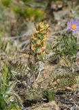 Pedicularis sibirica. Растение с завязями и остатками околоцветников. Башкирия, Учалинский р-н, Тунгатаровский сельсовет, окр. дер. Яльчигулово, хр. Нурали, в трещине скалы. 26 мая 2024 г.