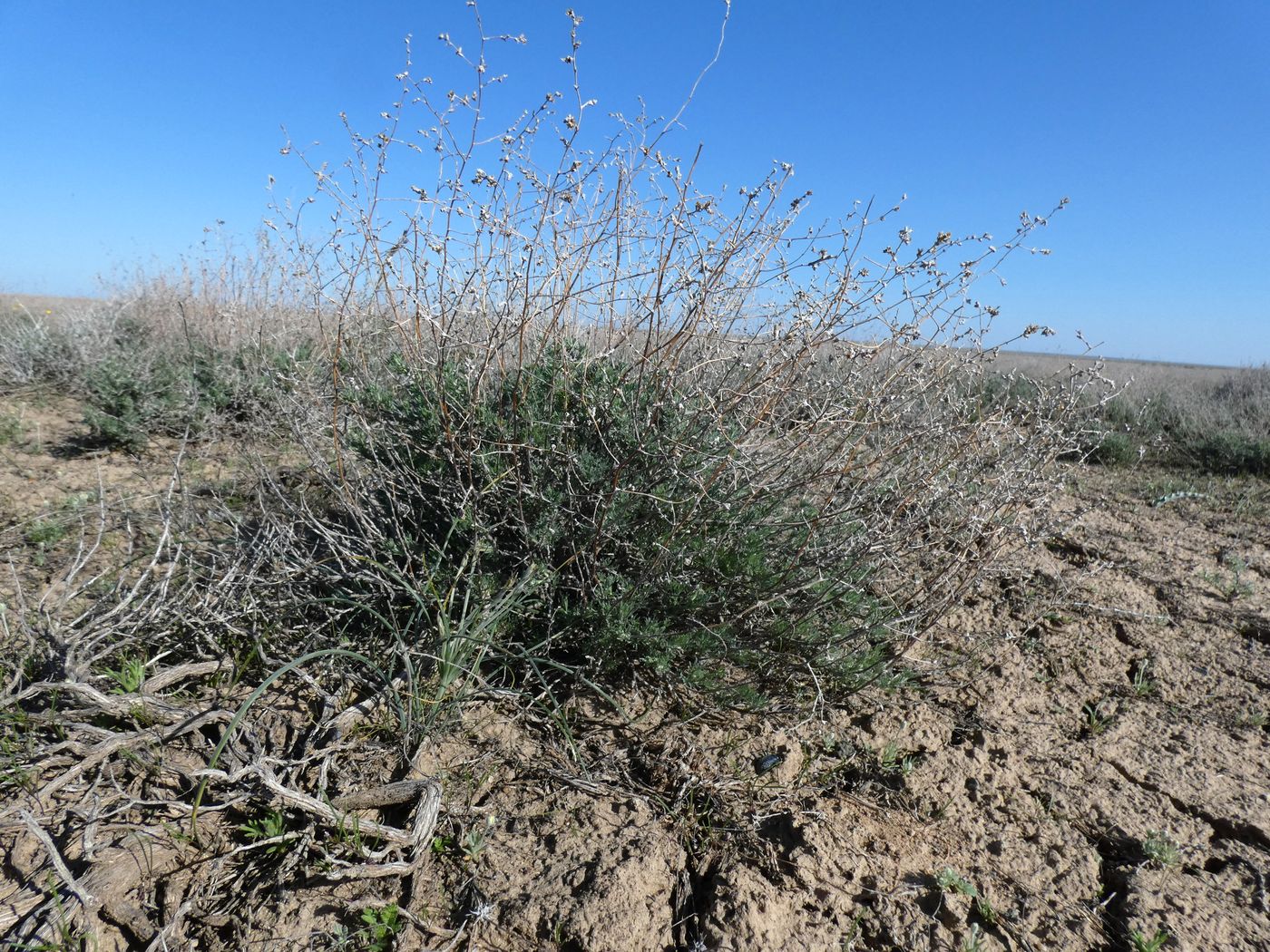 Image of Artemisia terrae-albae specimen.