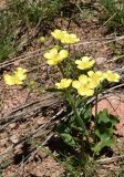 Ranunculus czimganicus