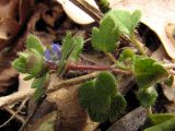 Veronica hederifolia