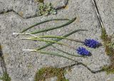 View full-size image genus Muscari