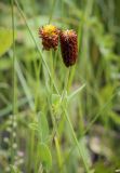 View full-size image Trifolium spadiceum