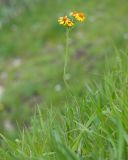 View full-size image Tephroseris caucasigena