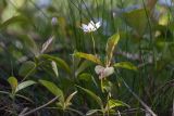 View full-size image Trientalis europaea