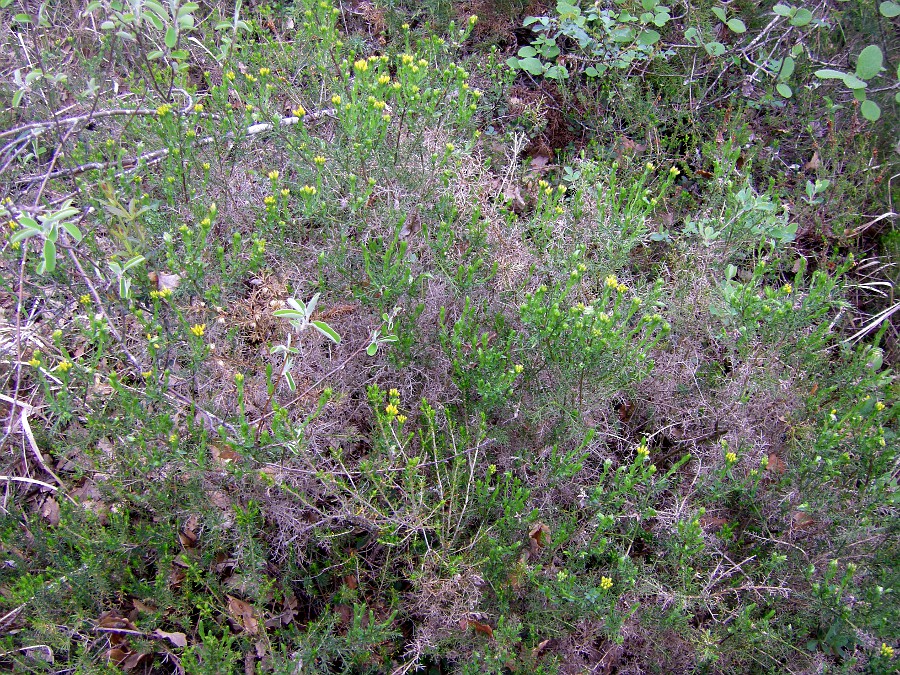 Image of genus Genista specimen.