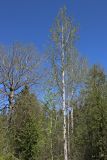 View full-size image Populus tremula