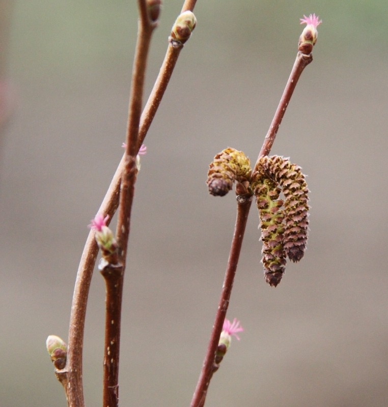 Изображение особи род Corylus.