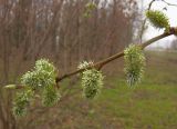 Salix myrsinifolia. Побег с соцветиями. Татарстан, г. Бавлы. 04.05.2011.