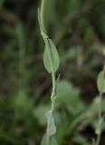 Noccaea ferganensis