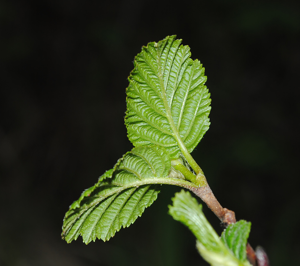 Image of Alnus kolaensis specimen.