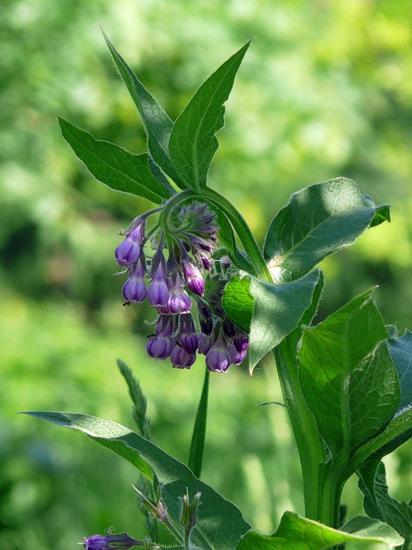 Image of Symphytum officinale specimen.