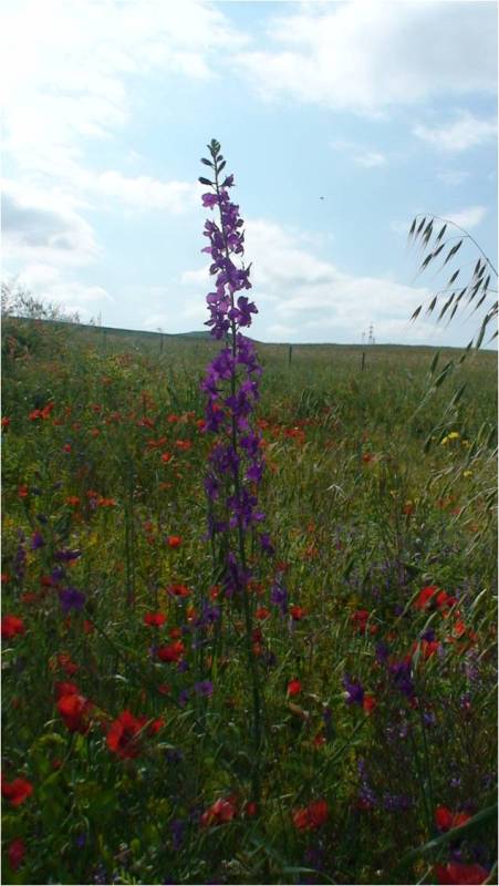 Изображение особи Delphinium hispanicum.