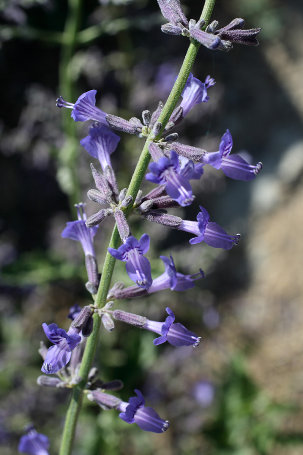 Image of Perovskia scrophulariifolia specimen.