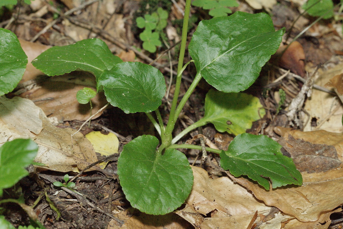 Изображение особи Pyrola minor.