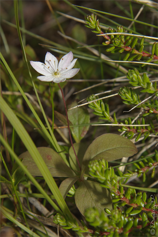 Изображение особи Trientalis europaea.